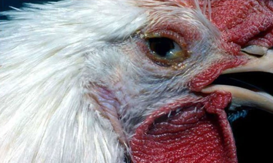 Cách chữa gà há miệng thở như thế nào? Có dễ không? 6 Áp dụng cách chữa gà há miệng thở thích hợp sẽ giúp cho gà có thể chóng khỏi bệnh