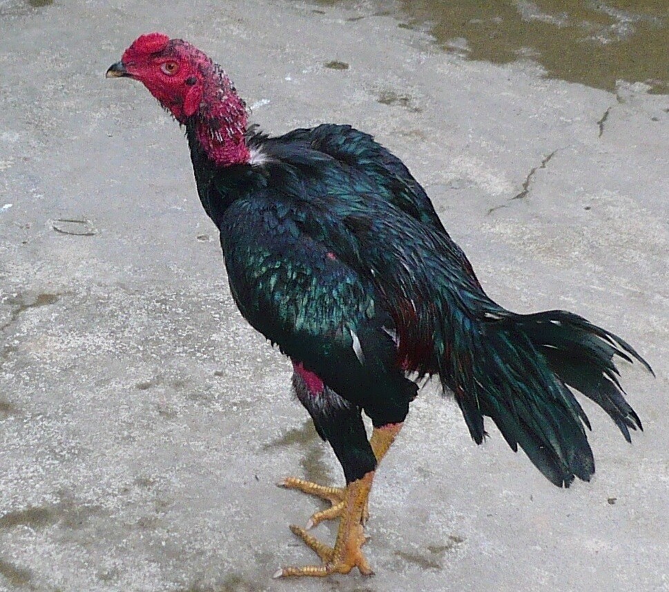 Hướng dẫn cách làm da gà đá dày mà các sư kê nên biết 4 Các sư kê luôn muốn om bóp được da gà đỏ và đẹp