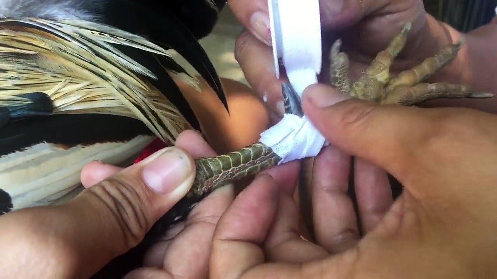 Hướng dẫn những cách băng cựa gà đá chuẩn nhất hiện nay 6 Cách băng cựa gà đá bằng cựa sắt đối với gà tre cần đảm bảo độ chính xác cao