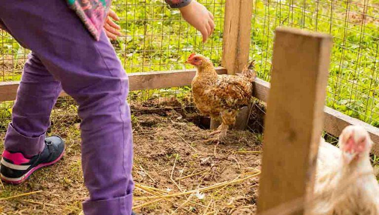 Cách bắt gà đá không kêu cực chuẩn 5 Cách bắt gà đá không kêu bằng xào