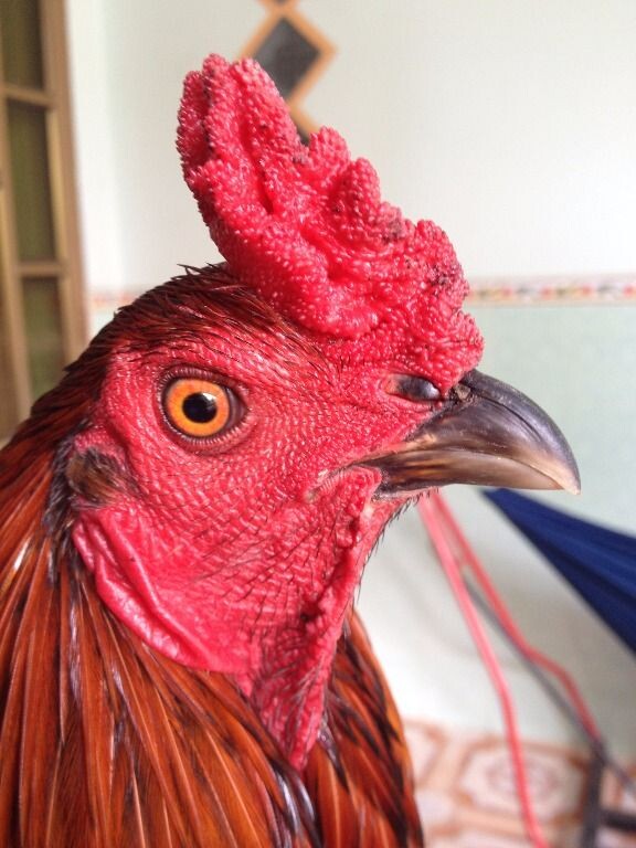 Hướng dẫn cách chọn mồng gà đá cực chuẩn 6 Cách chọn mồng gà đá qua hình dáng