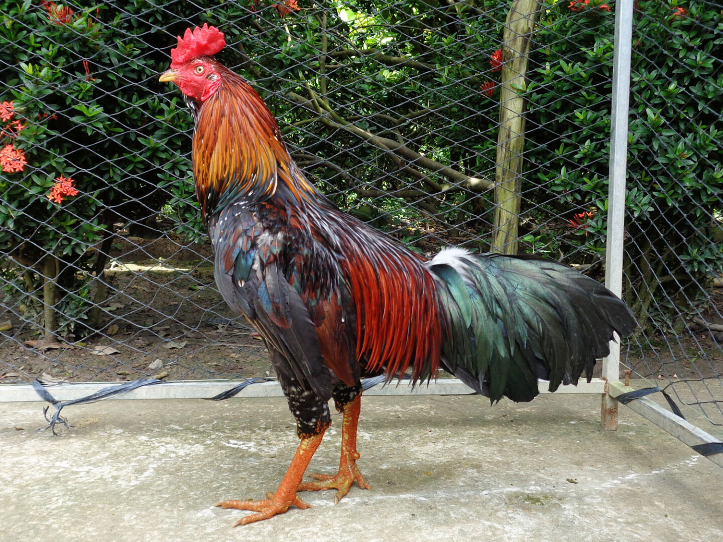 Hướng dẫn cách chọn mồng gà đá cực chuẩn 5 Cách chọn mồng gà đá qua màu sắc