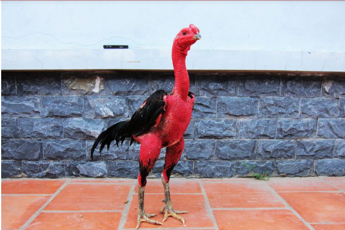 Cách nuôi gà đá sung sức hiệu quả nhất hiện nay 4 Cách nuôi gà đá sung có dễ thực hiện như lời đồn?