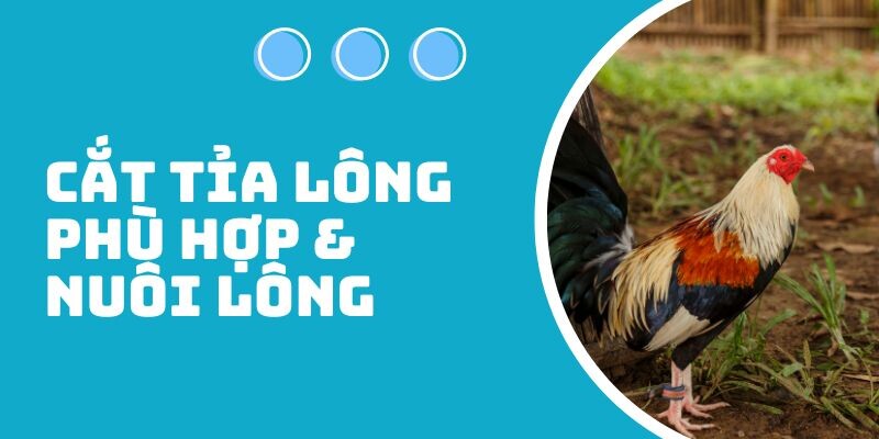 Cao thủ bật mí cách nuôi gà đá cho lông bóng mượt 7 Cắt tỉa lông và nuôi lông sao cho hợp lý nhất