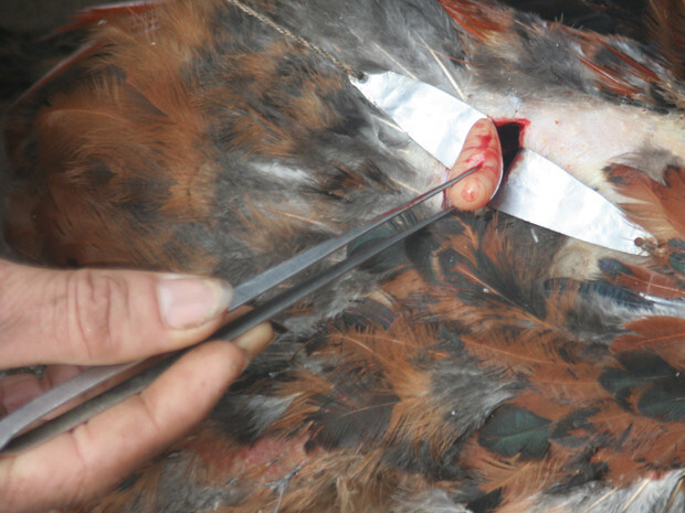 Thiến gà đá đúng cách - Chuyên gia hướng dẫn 5 Chuyên gia hướng dẫn thiến gà đá đúng cách