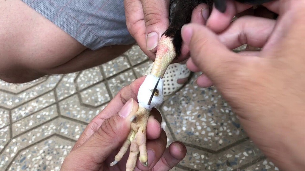 Hướng dẫn những cách băng cựa gà đá chuẩn nhất hiện nay 4 Đá gà cựa dao vô cùng phổ biến trên các trận đá gà lớn hiện nay