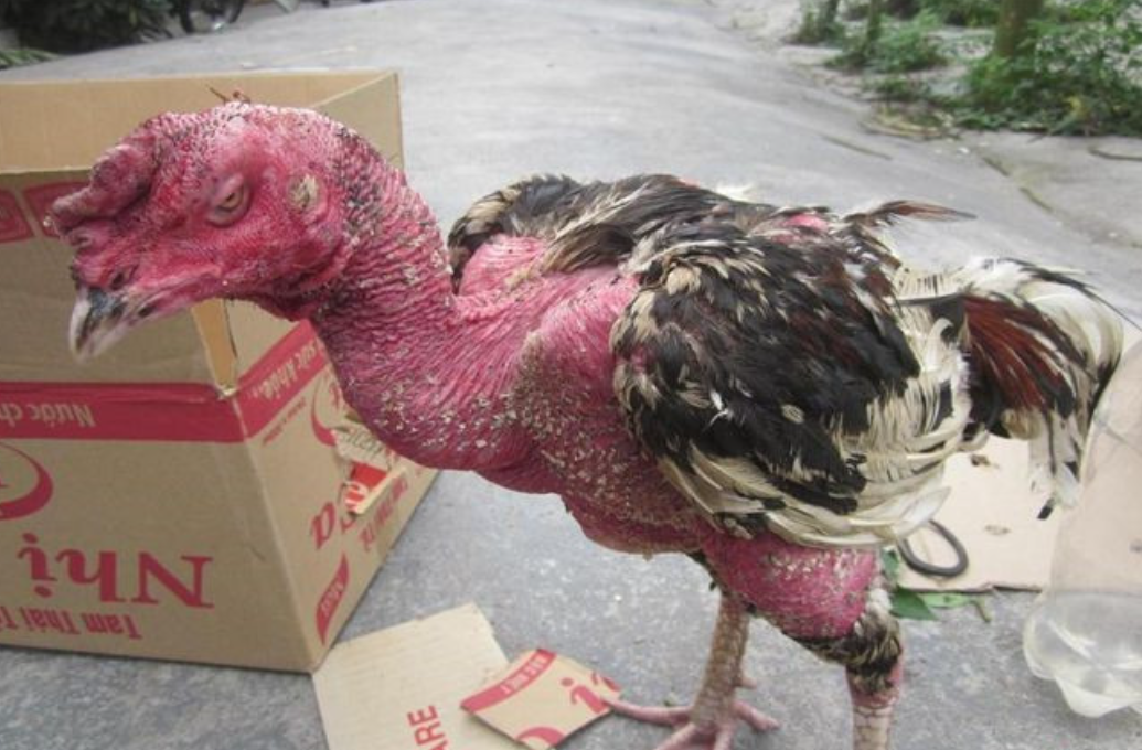 Cách chữa gà đá bị biếng ăn hiệu quả từ chuyên gia 6 Gà biếng ăn vì những lý do gì?