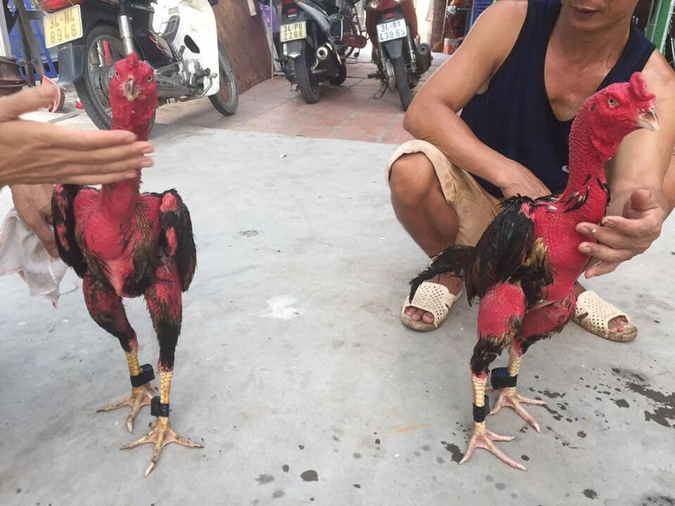 Hướng cách tập lực cho gà chọi siêu khỏe 6 Giai đoạn kỳ vần và om bóp