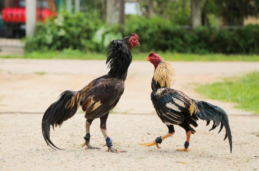 Công thức trộn ngũ cốc gà đá gồm những gì là chuẩn nhất? 12 Khi cho gà ăn ngũ cốc bạn cần lưu ý vấn đề gì?