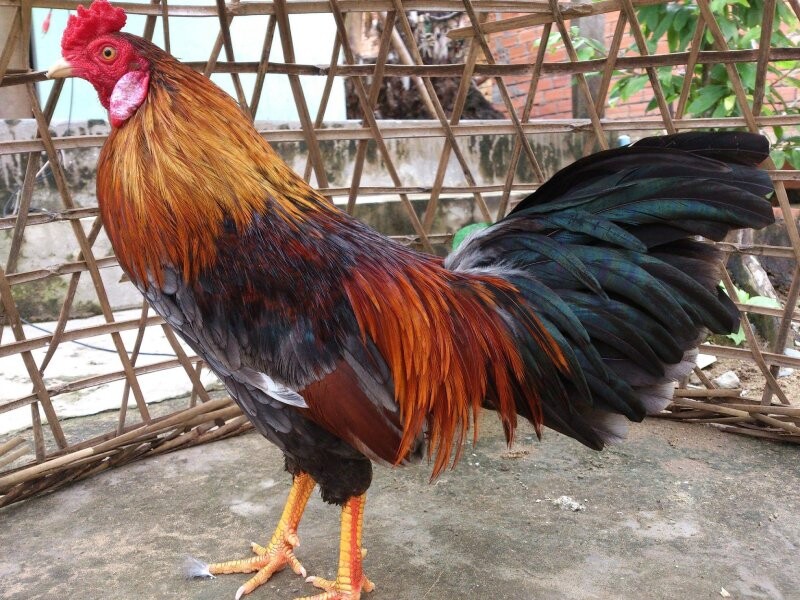 Hướng dẫn cách đúc gà đá theo màu lông 6 Kinh nghiệm chọn gà trống mái để đúc màu lông