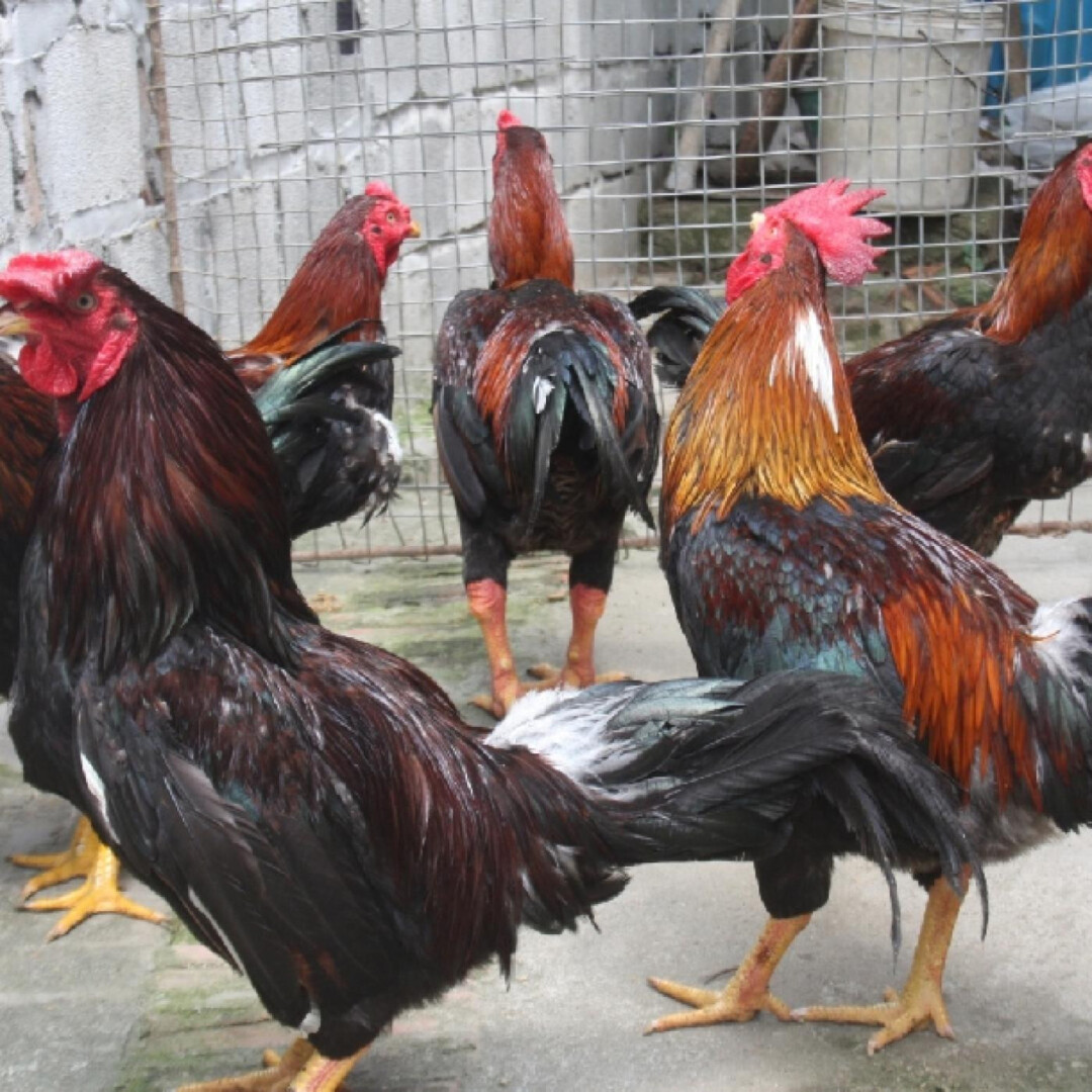 Cách lai tạo gà đá cựa xuất sắc, đá hay nhất 7 Lai cận huyết có 3 hình thức chính