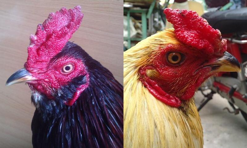 Cách lai tạo gà đá cựa xuất sắc, đá hay nhất 8 Lai xa là một cách lai tạo gà đá cựa hữu hiệu