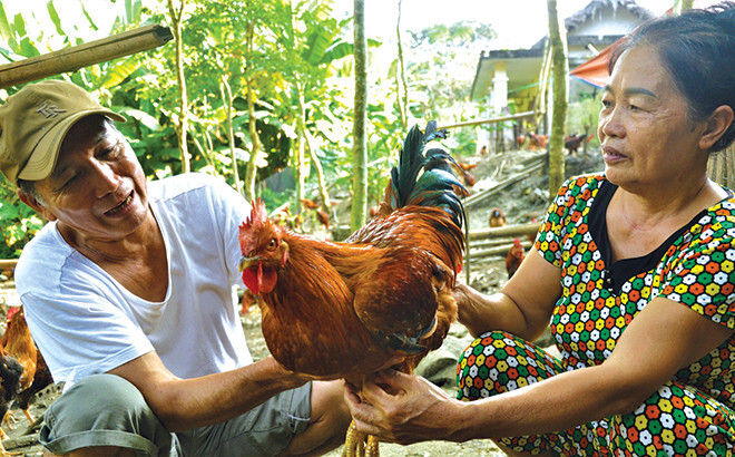 Thiến gà đá đúng cách - Chuyên gia hướng dẫn 6 Lưu ý sau khi thiến gà đá