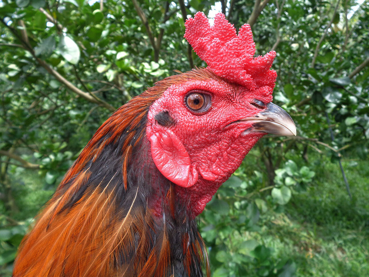 Hướng dẫn cách chọn mồng gà đá cực chuẩn 4 Mồng gà mang lại nhiều tác dụng cho cơ thể