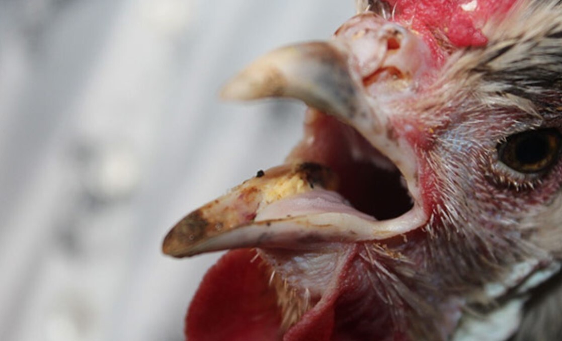 Cách chữa gà há miệng thở như thế nào? Có dễ không? 5 Muốn biết cách chữa gà há miệng thở hiệu quả thì bạn sẽ cần tìm ra nguyên nhân gây bệnh