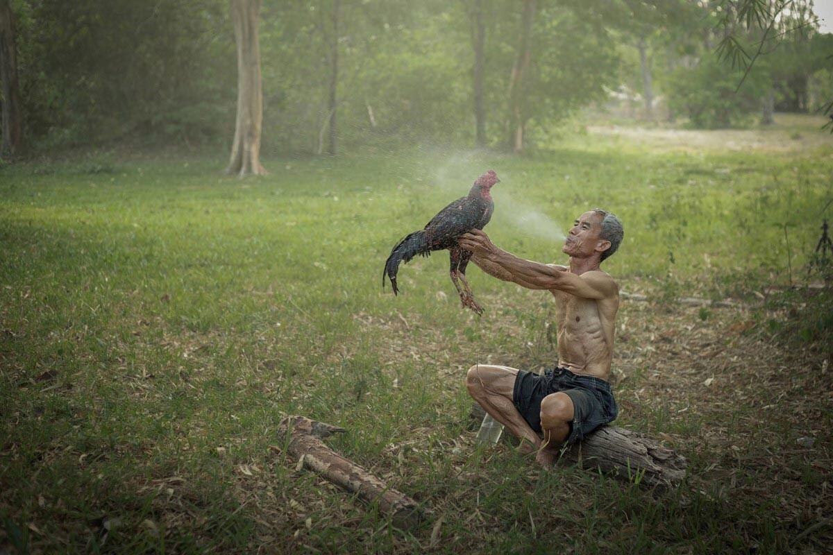 Hướng dẫn cách làm da gà đá dày mà các sư kê nên biết 6 Nhiều người hay áp dụng cách làm da gà đá dày bằng phương pháp phun rượu