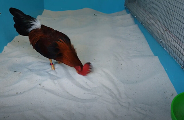 Tổng hợp 3+ cách tắm gà tre đá đúng kỹ thuật 5 Tắm cát - cách tắm gà tre đá đơn giản và rất dễ thực hiện