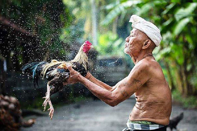 Tổng hợp 3+ cách tắm gà tre đá đúng kỹ thuật 6 Tắm nước có tác dụng giúp gà thoải mái hơn sau mỗi trận đấu