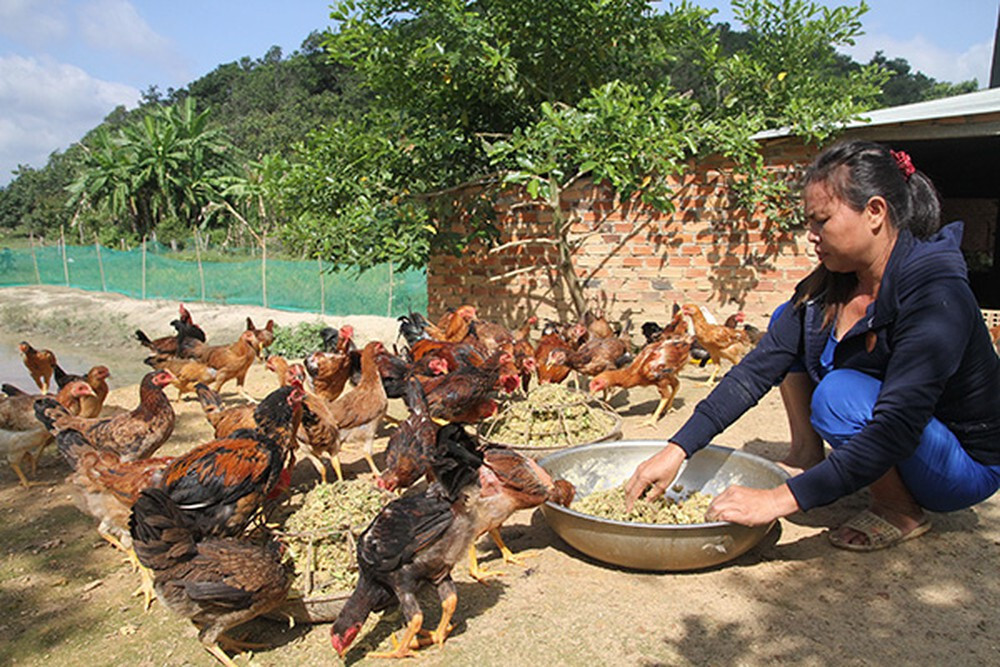 Cho gà ăn thân cây chuối đúng cách như thế nào? 4 Thân cây chuối là món ăn yêu thích của gà