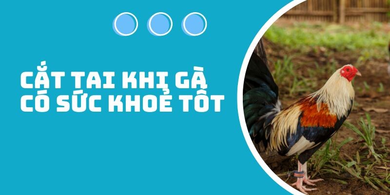 Chủ gà cần nắm ngay gà cắt tai bao lâu thì đá được? 6 Thời điểm nào chiến kê nên được cắt tai?