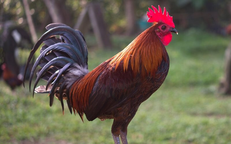 Hướng cách tập lực cho gà chọi siêu khỏe 8 Thức ăn cho gà chọi