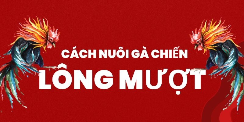 Cao thủ bật mí cách nuôi gà đá cho lông bóng mượt 5 Tổng hợp cách nuôi gà đá cho lông bóng mượt