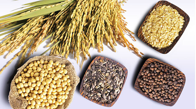 Công thức trộn ngũ cốc gà đá gồm những gì là chuẩn nhất? 11 Trộn ngũ cốc cho gà chiến như thế nào để bổ sung dinh dưỡng trước thi đấu?