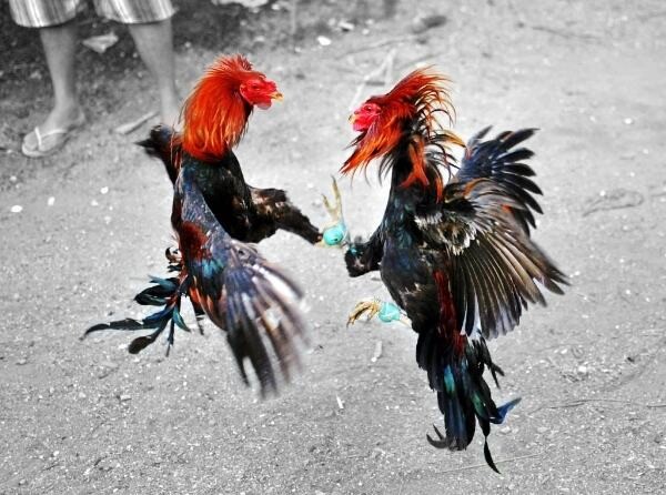 Chi tiết cách vần đòn cho gà tơ đúng chuẩn, không nên bỏ qua 7 Anh em có thể áp dụng xen kẽ nhiều cách vần đòn cho gà tơ với nhau