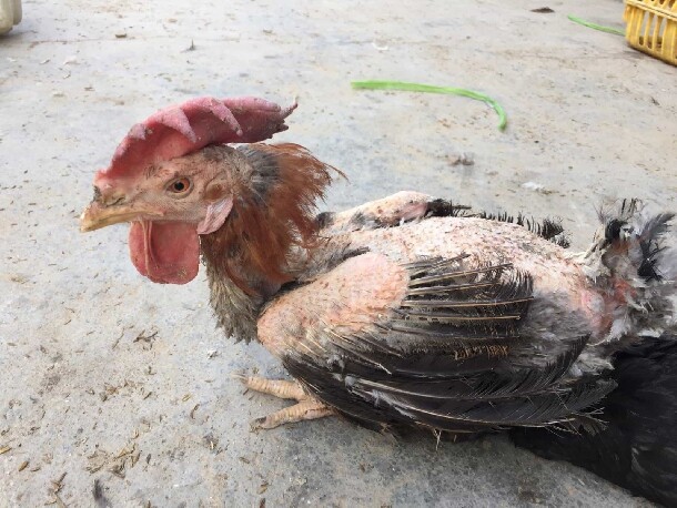 Những cách giúp gà đá không mổ nhau hiệu quả nhất 7 Biểu hiện của gà cắn mổ nhau rất dễ nhận biết