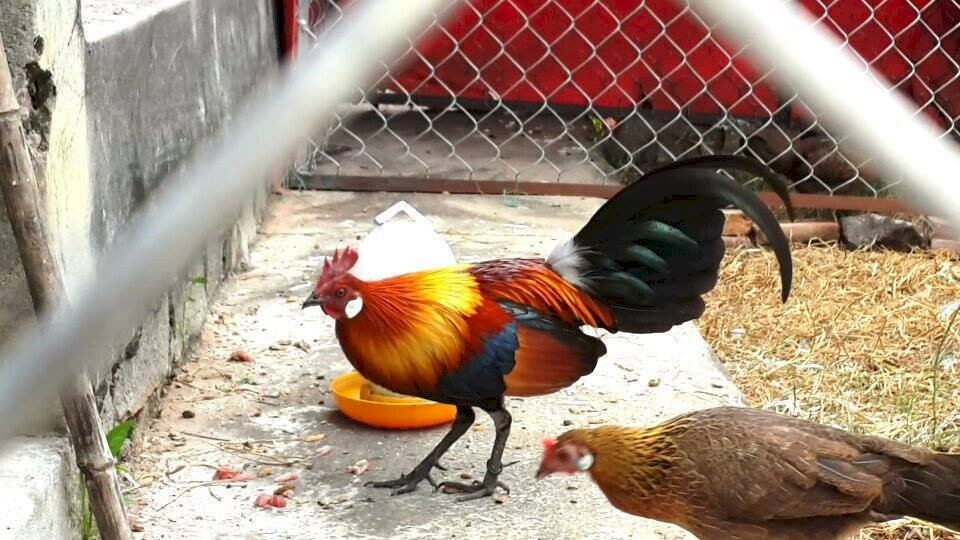 Chia sẻ cách thuần gà rừng đơn giản nhưng hiệu quả cao 8 Cách thuần gà rừng sẽ có nhiều khó khăn hơn so với gà chọi thông thường