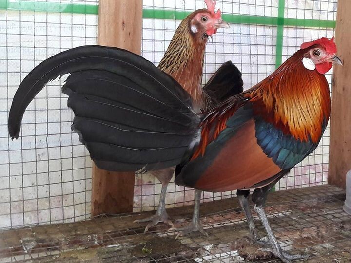 Chia sẻ cách thuần gà rừng đơn giản nhưng hiệu quả cao 7 Chân gà rừng có hình dáng tròn và thường có màu xanh vỏ đậu hoặc xanh đá