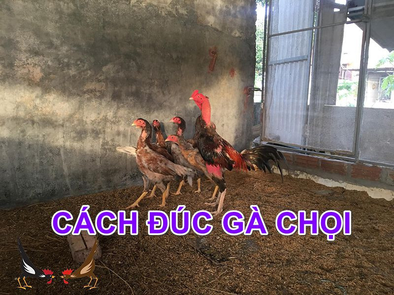 Mách sư kê cách đúc gà chọi nhiều trống siêu chuẩn 4 Đúc gà chọi nhiều trống sẽ tạo ra lớp gà sau sở hữu đặc điểm nổi trội của bố mẹ
