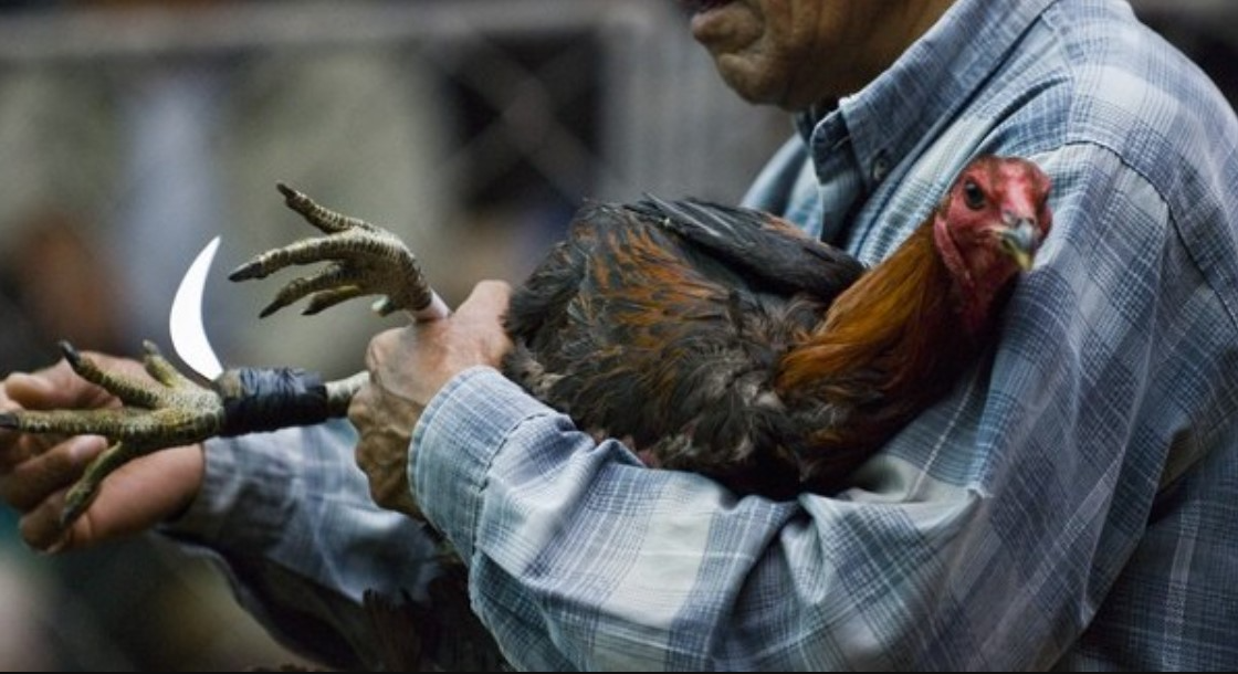 Phơi bày mánh lới của nài gà mà bạn nên biết 5 Hãy luôn để ý đến gà chiến của mình - Phơi bày mánh lới của nài gà nên biết