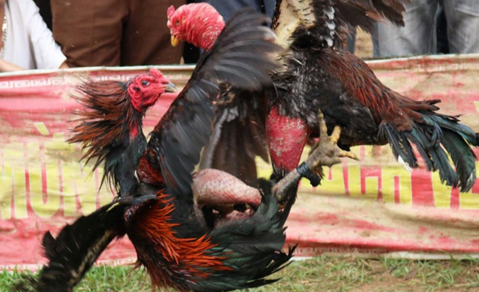 Lợi ích của muối hột trong nuôi gà đá cựa là gì? 6 Hướng dẫn cách sử dụng muối hạt trong quá trình nuôi gà đá cựa