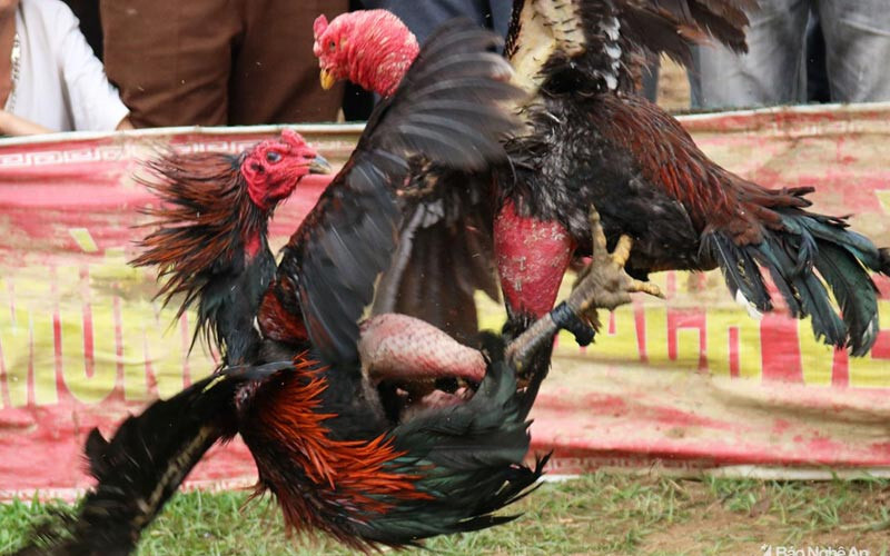 Cách nạp carbo cho gà đá hiệu quả sư kê không thể không biết 5 Hướng dẫn chi tiết cách nạp carbo cho gà đá hiệu quả