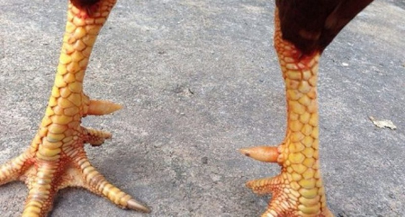 Hướng dẫn cách xem đùi, mặt, cẳng và lườn gà đá siêu chuẩn 6 Hướng dẫn chi tiết cách xem cẳng gà