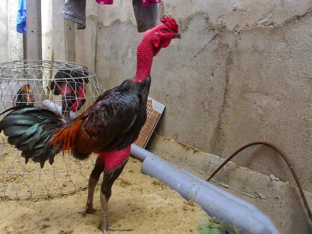 Hướng dẫn cách xem đùi, mặt, cẳng và lườn gà đá siêu chuẩn 4 Hướng dẫn chi tiết cách xem đùi gà đá