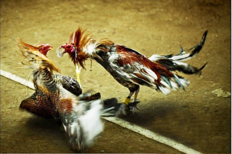 Một số loại thuốc cơ bản dành cho Gà Đá mà bạn cần biết 8 Một số câu hỏi thường gặp về các loại thuốc trong đá gà