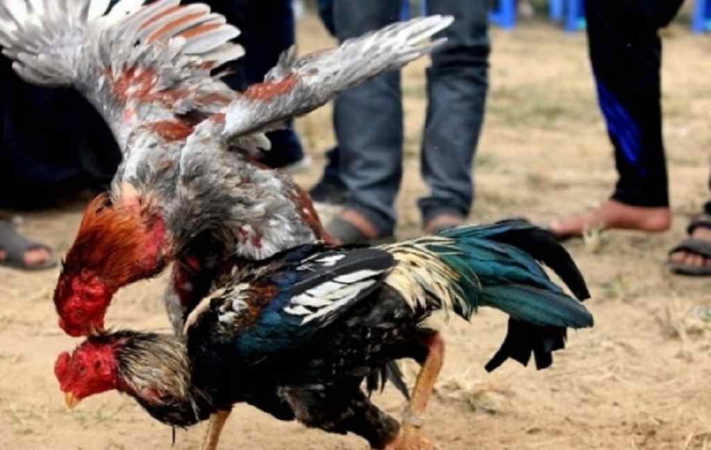 Lợi ích của muối hột trong nuôi gà đá cựa là gì? 5 Một số lợi ích của muối hột trong nuôi gà đá cựa điển hình