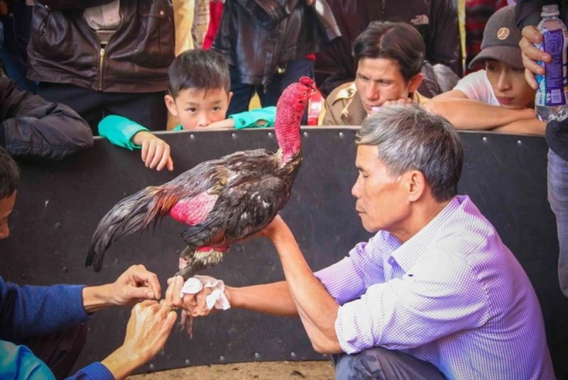 Cách trở thành nài gà giỏi và chuyên nghiệp nhất hiện nay 7 Một số yếu tố mà người nài gà cần có