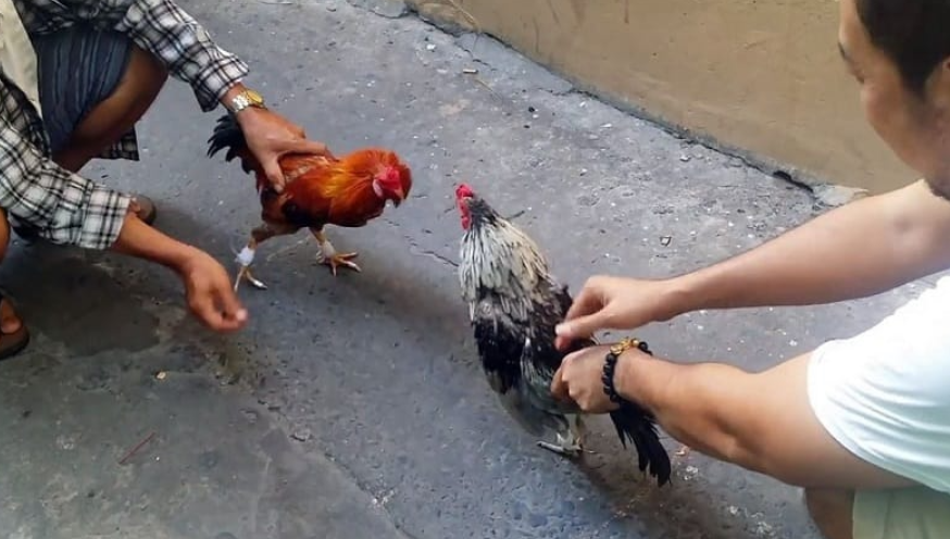 Tìm hiểu kỹ thuật sửa gà mà các nài gà cần biết 5 Nài gà là gì?