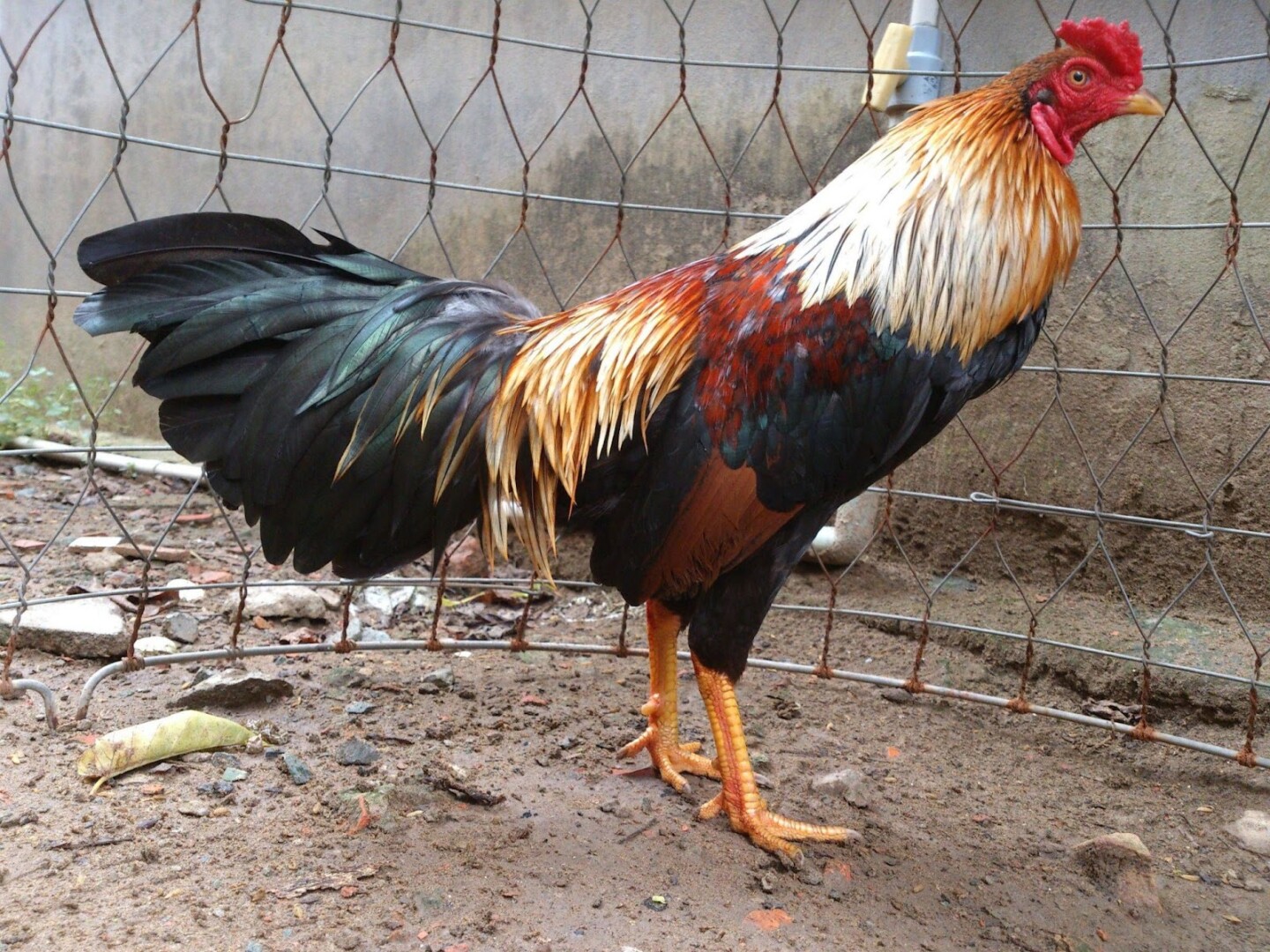 Tiết lộ cách chăm sóc gà chuối đạt hiệu quả cao nhất 4 Nắm được cách chăm sóc gà chuối sẽ giúp anh em sở hữu siêu kê khỏe mạnh