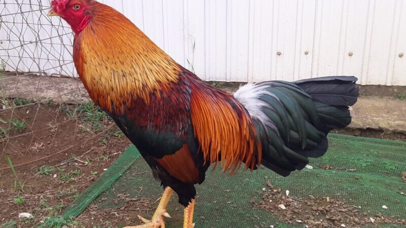 Cách nạp carbo cho gà đá hiệu quả sư kê không thể không biết 6 Nạp carbo cho gà đá bằng bắp giúp gà chọi có thể “chớp giật” sau mỗi lần đá đối thủ