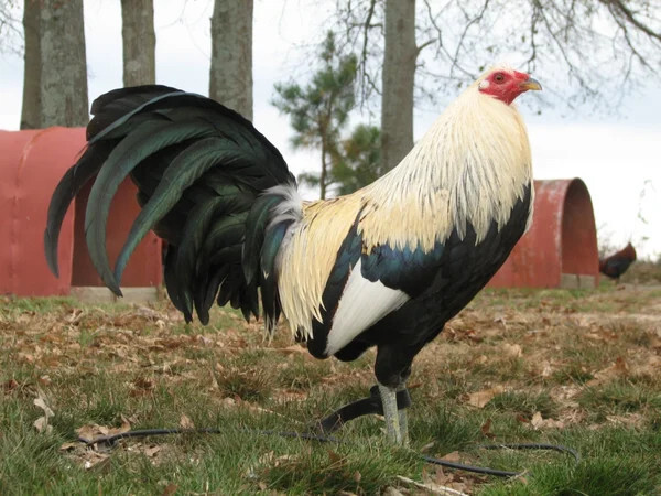 Cách nạp carbo cho gà đá hiệu quả sư kê không thể không biết 4 Nạp carbo cho gà đá đóng vai trò vô quan trọng trong giai đoạn biệt dưỡng