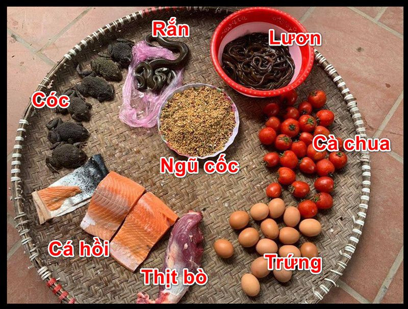 Bỏ túi cách chọn các loại mồi cho gà đá sung sức, dẻo dai 4 Nhóm mồi gà đá chính giúp gà trở nên sung mãn hơn