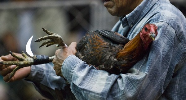 Tìm hiểu kỹ thuật sửa gà mà các nài gà cần biết 7 Những kỹ thuật sửa gà mà các nài gà cần biết