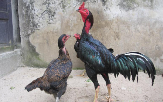 Mách sư kê cách đúc gà chọi nhiều trống siêu chuẩn 5 Tiêu chí lựa chọn gà giống để đúc gà chọi