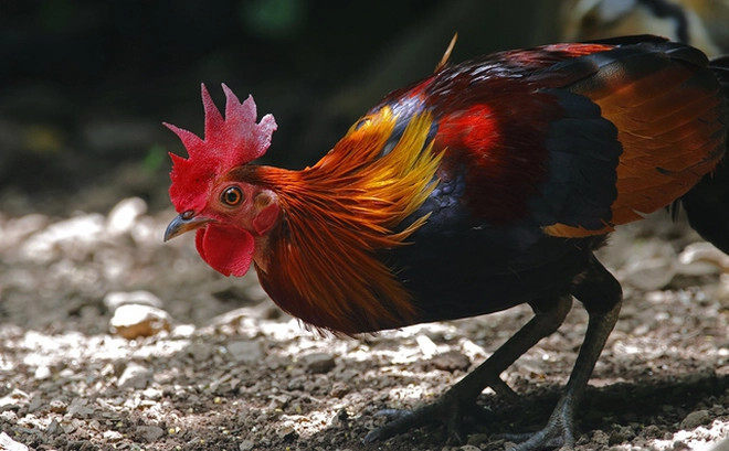 Chia sẻ cách thuần gà rừng đơn giản nhưng hiệu quả cao 9 Trong cách thuần gà rừng thì phương pháp nuôi đóng vai trò rất quan trọng