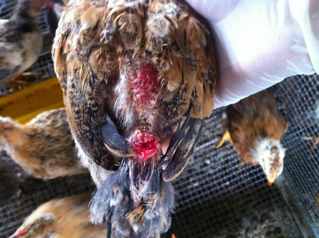 Những cách giúp gà đá không mổ nhau hiệu quả nhất 5 Trước khi tìm hiểu cách giúp gà đá không mổ nhau thì cần phải hiểu rõ nguyên nhân