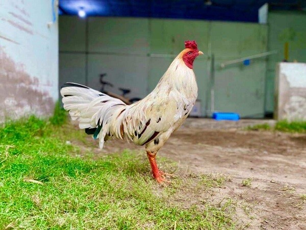 Gà bướm - Giống gà đẹp và là chiến kê mạnh trong thi đấu 9 Gà bướm chân vàng đá khỏe, lối đá nhanh và mạnh